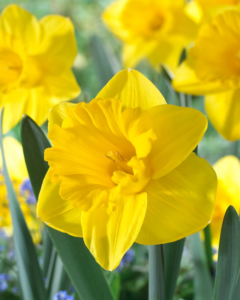 daffodil 'Yellow River'