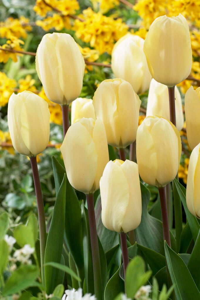tulip 'Vanilla Cream'