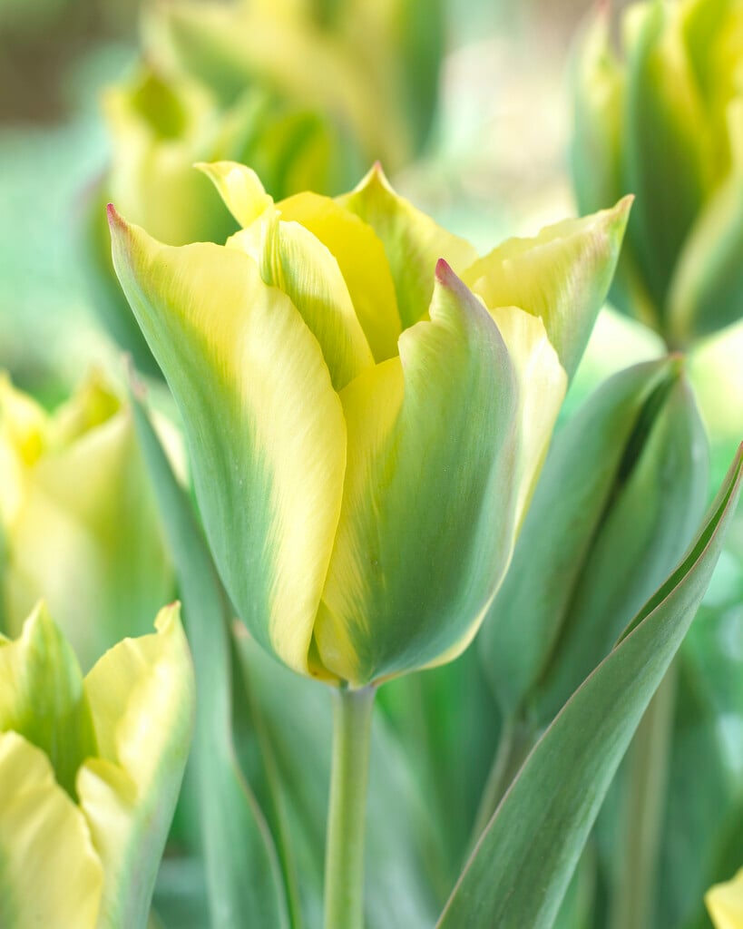 tulip 'Formosa'
