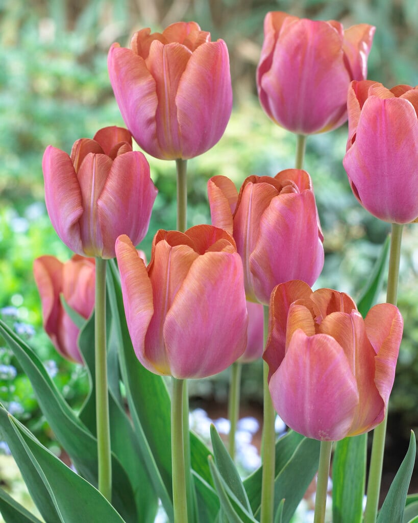 tulip 'Bruine Wimpel'