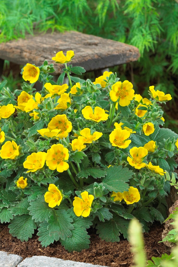 large-flowered cinquefoil 'Gold Sovereign'