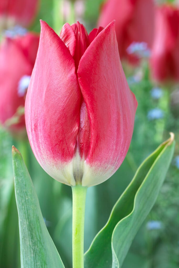 Aime tulip