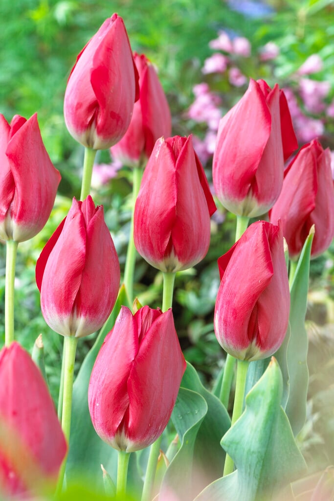 Aime tulip