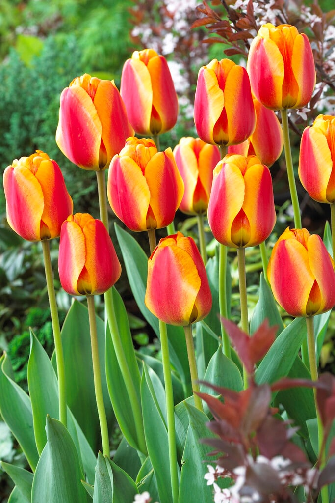 tulip 'Apeldoorn's Elite'