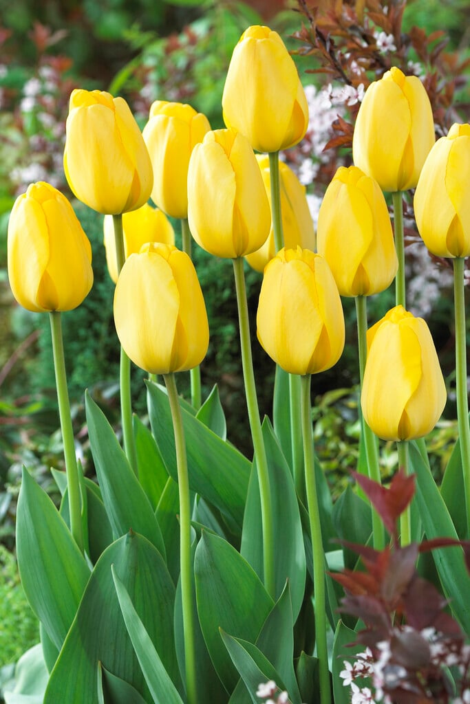 tulip 'Golden Parade'