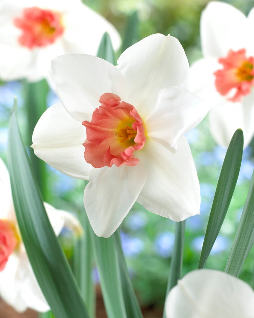 daffodil 'Perfect Lady'