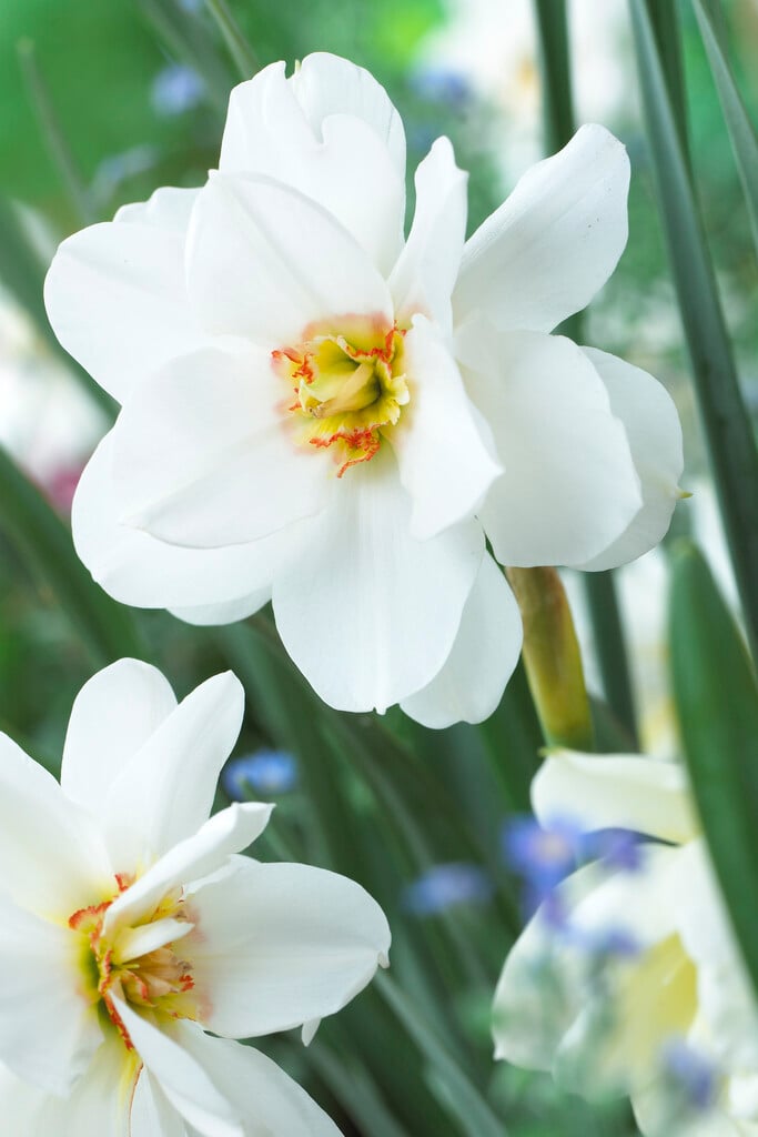 double daffodil 'Plenus'