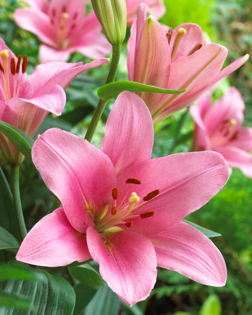 lily 'Brindisi'