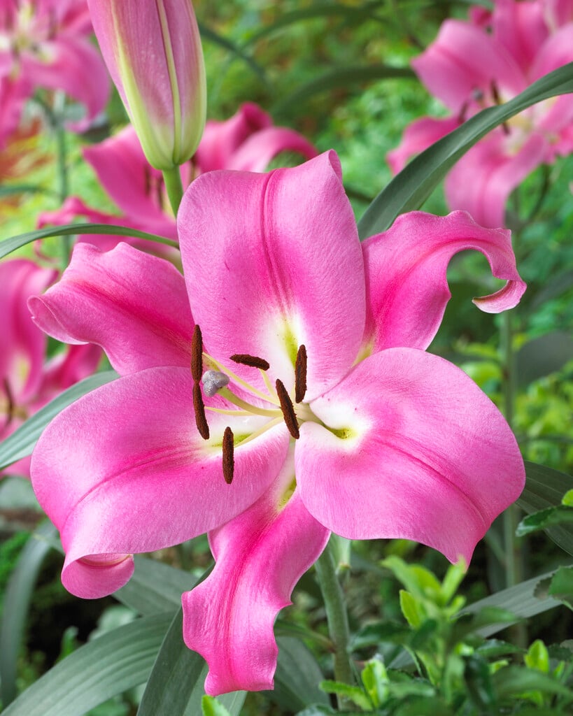 lily 'Robina'