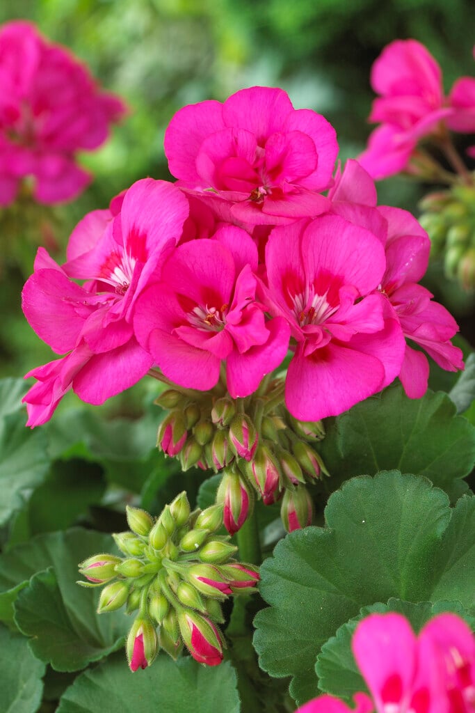 geranium [Toscana Katarina]