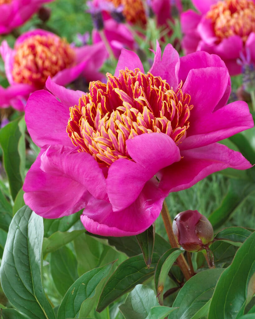 Paeonia &Walter Mains& | Herbaceous Perennial/RHS Gardening