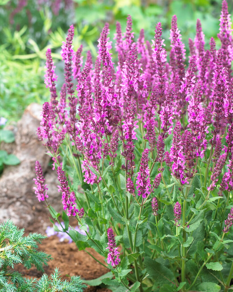 Balkan clary 'Pink Friesland'