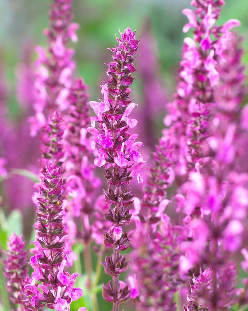Balkan clary 'Pink Friesland'