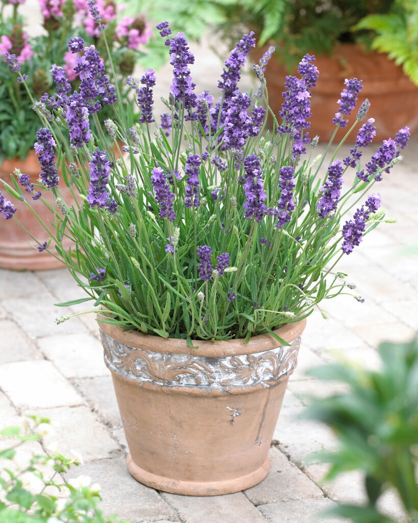 English lavender 'Blue Rider'
