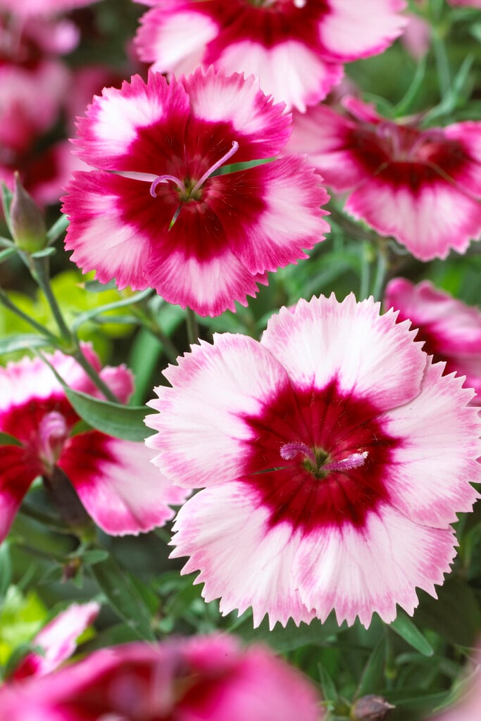 Chinese pink
