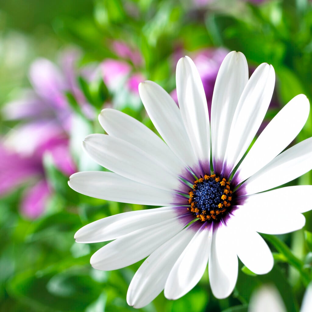 African daisy [White]