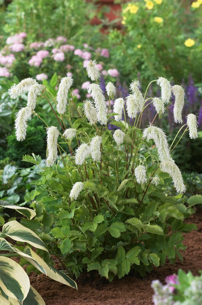 <i>Sanguisorba</i> <i>stipulata</i>