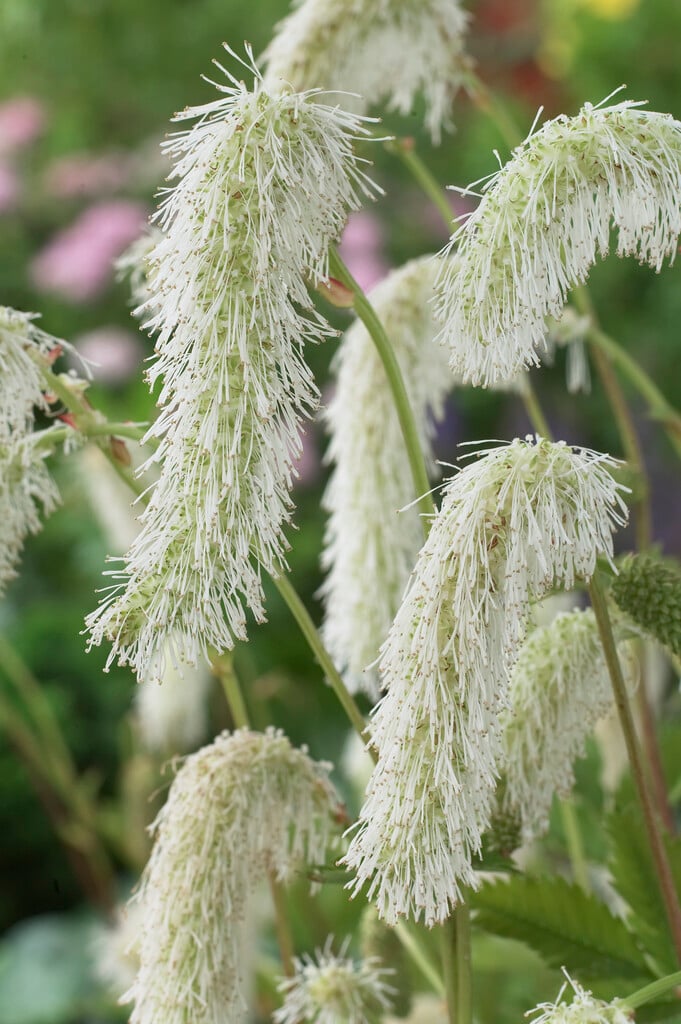 <i>Sanguisorba</i> <i>stipulata</i>