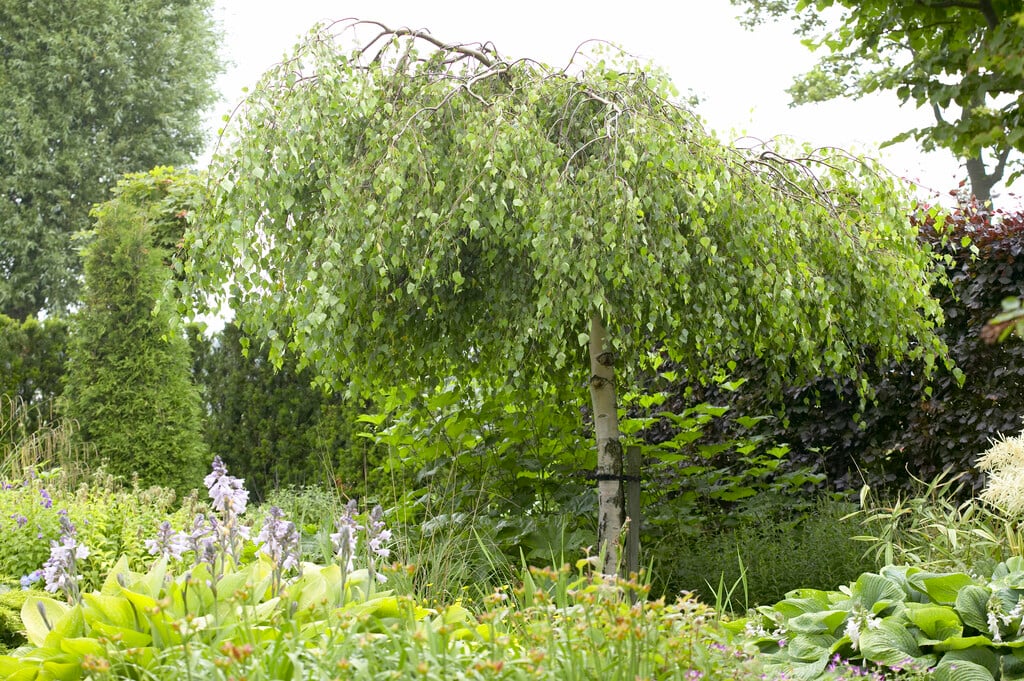 Young's weeping birch