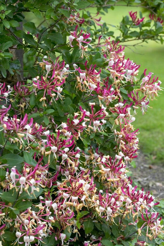Lonicera periclymenum