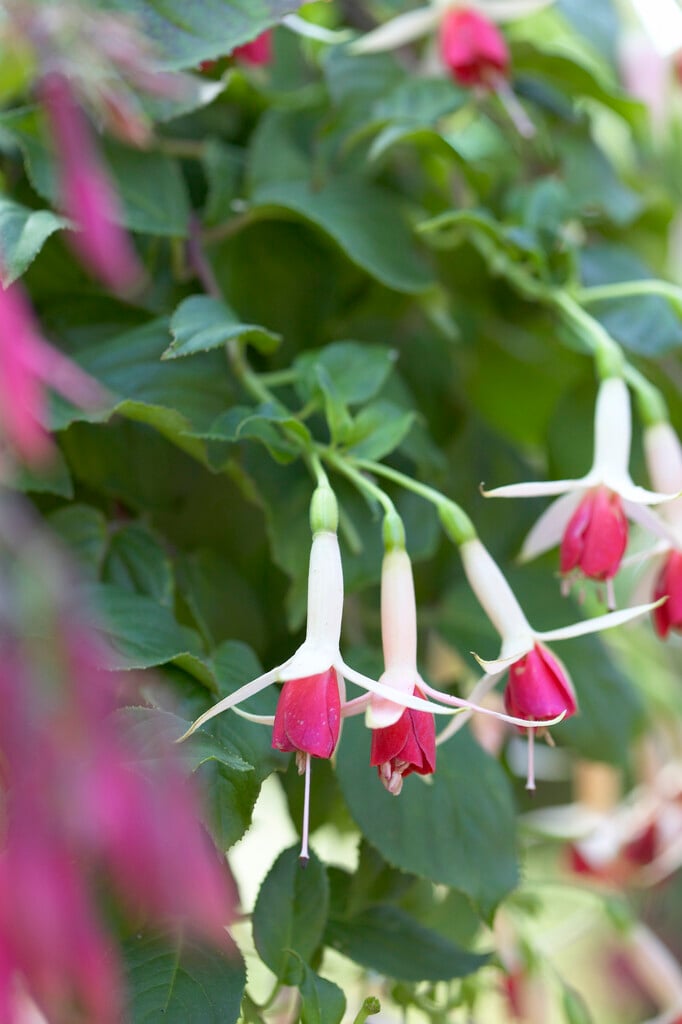 <i>Fuchsia</i> 'The Doctor'