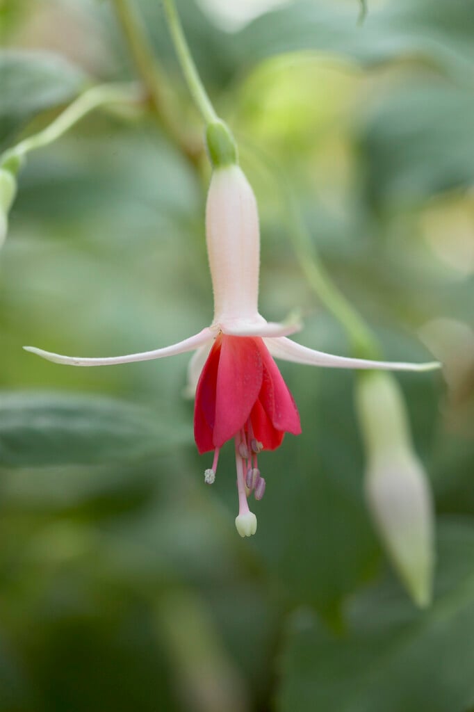 fuchsia 'Water Nymph'