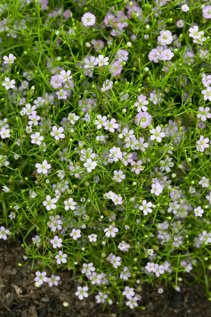 <em>Psammophiliella</em> <em>muralis</em> 'Gypsy Pink' (d)