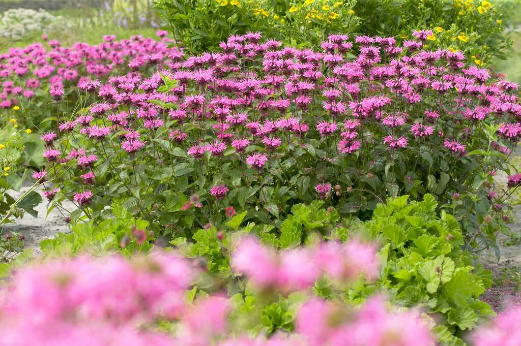 <i>Monarda</i> 'Comanche'