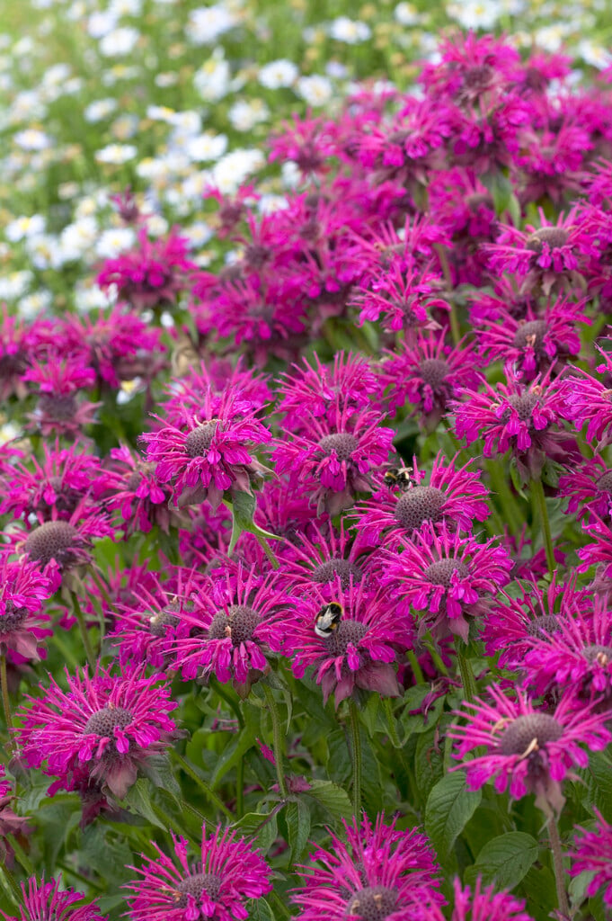 <i>Monarda</i> 'Othello'