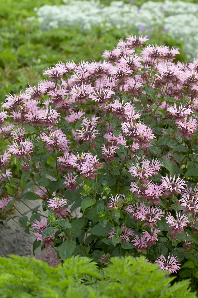 <i>Monarda</i> 'Ou Charm'