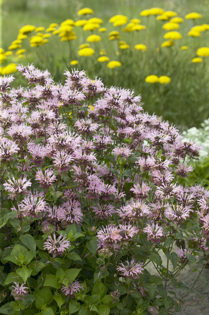 <i>Monarda</i> 'Ou Charm'