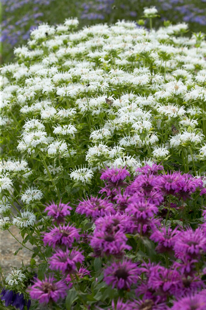 bergamot 'Schneewittchen'