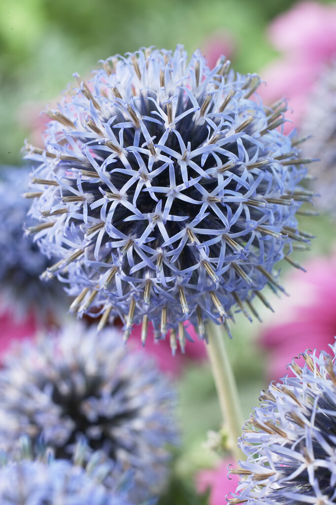 globe thistle 'Taplow Blue'
