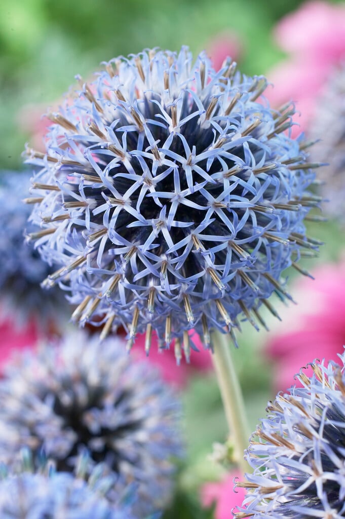 globe thistle 'Taplow Blue'