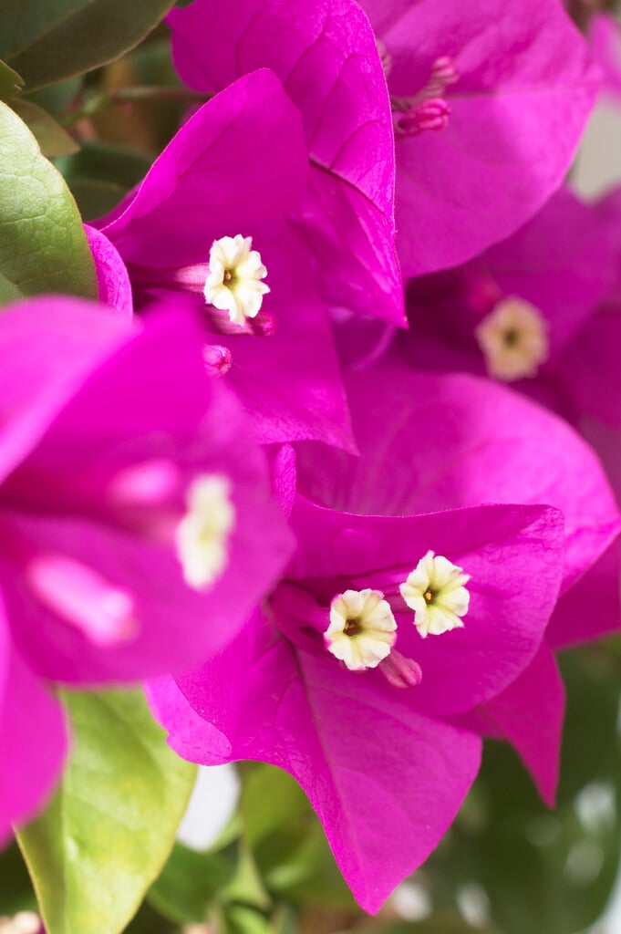 <i>Bougainvillea</i> <i>glabra</i> 'Sanderiana'
