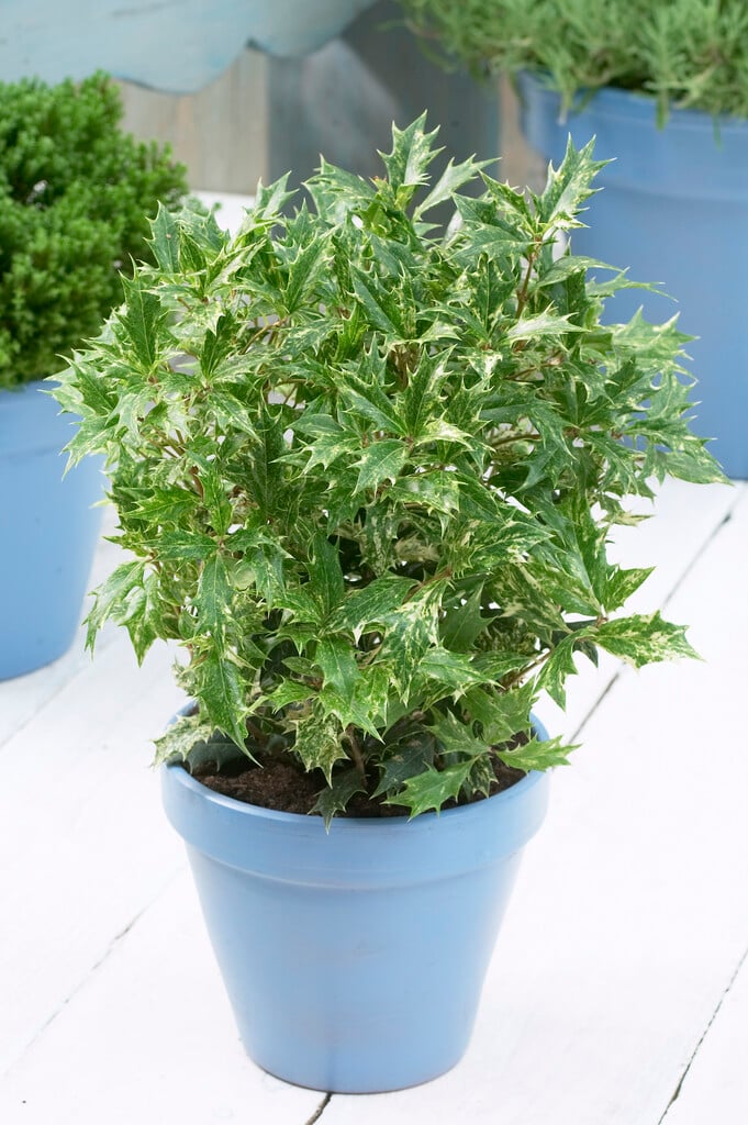 holly olive 'Goshiki'