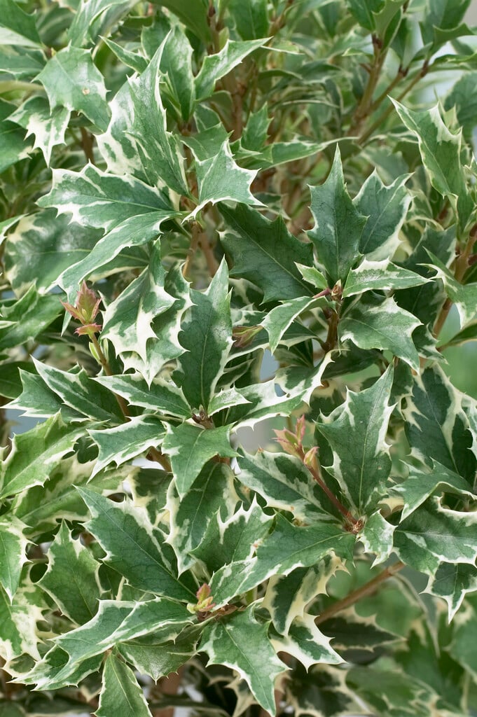 variegated holly olive