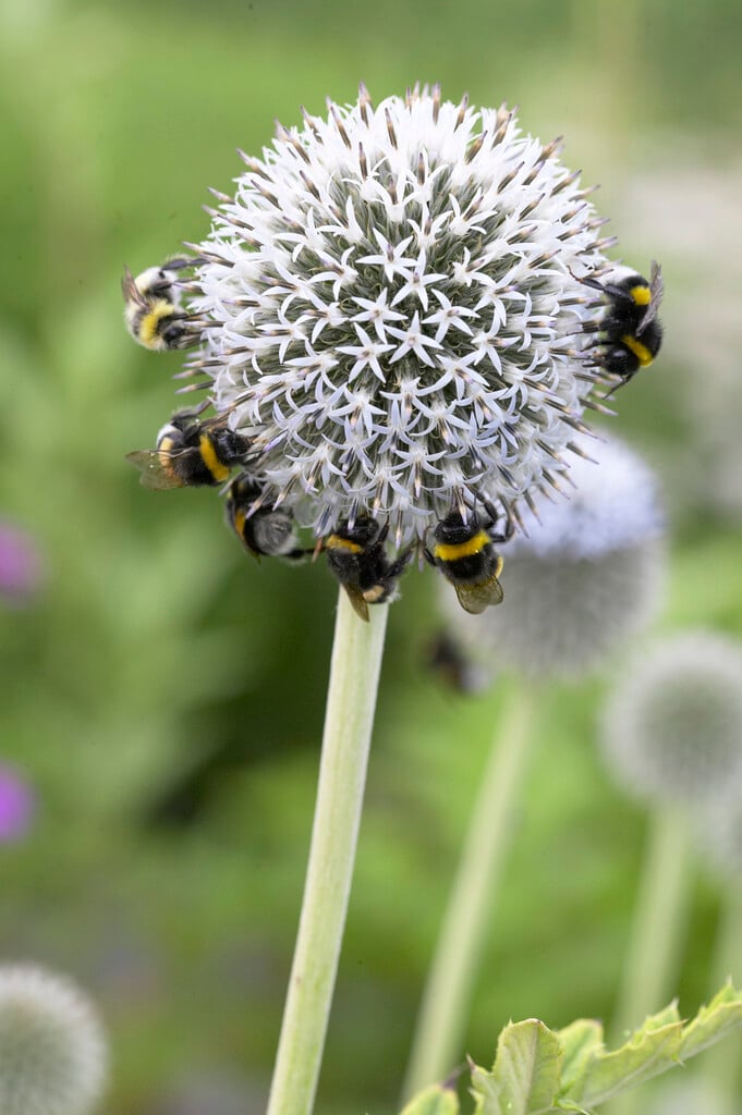 <em>Echinops</em> <em>bannaticus</em> 'Albus'