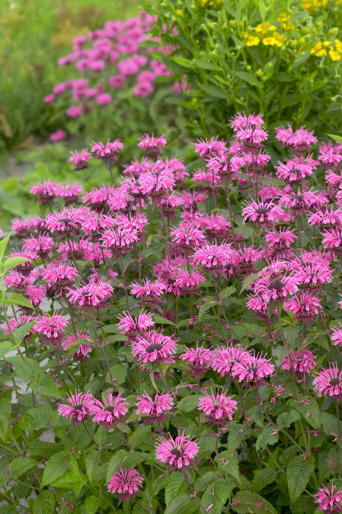 <i>Monarda</i> 'Comanche'