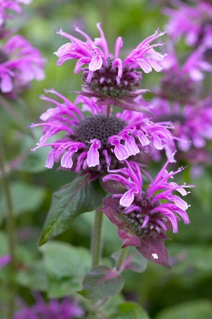 bergamot 'Mohawk'