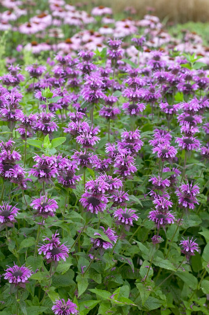 bergamot 'Mohawk'