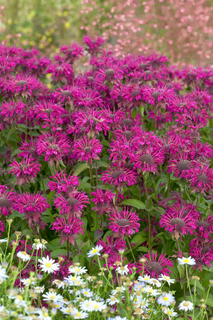 <i>Monarda</i> 'Othello'