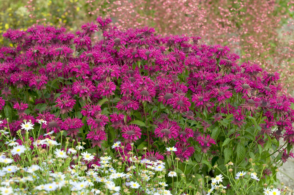 <i>Monarda</i> 'Othello'