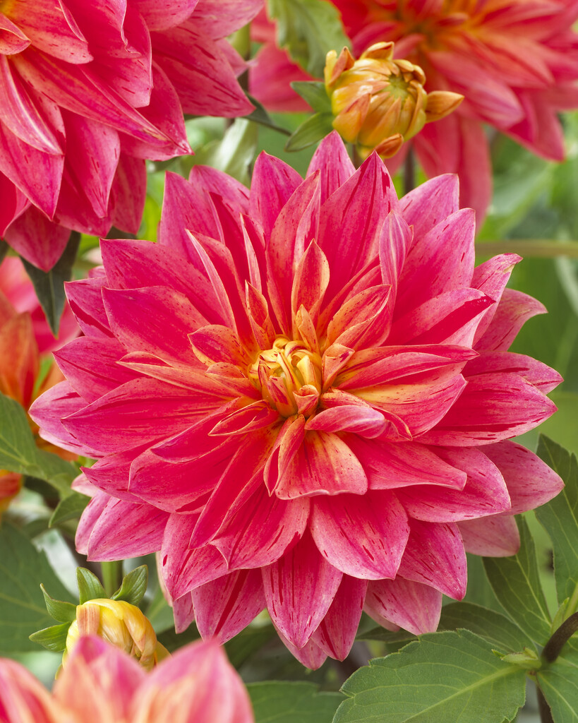 dahlia 'Caribbean Sunset'