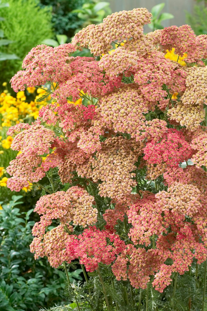 yarrow 'Wesersandstein'