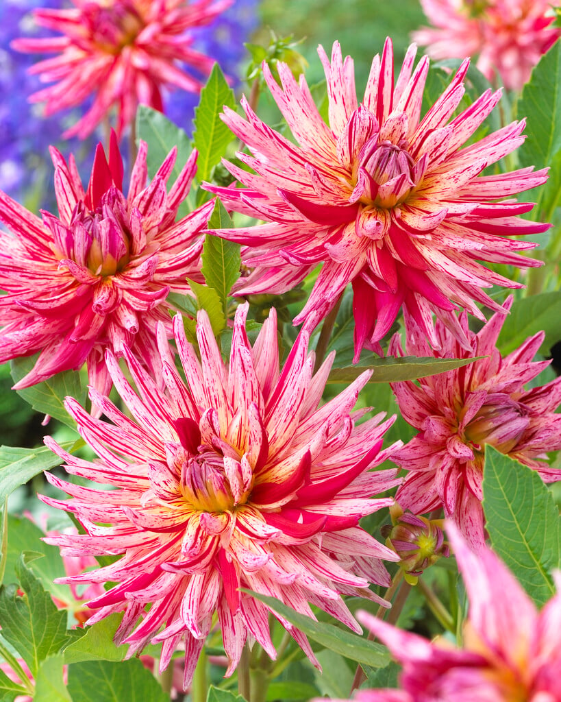 dahlia 'Alain Mimoun'