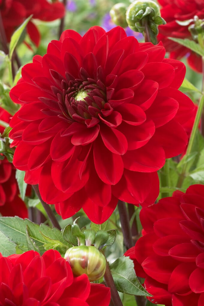 <i>Dahlia</i> 'Red Sun' (D)