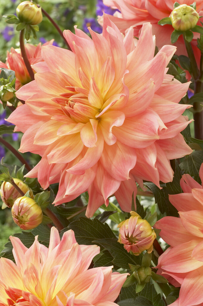 <i>Dahlia</i> 'Esta Bonita' (D)