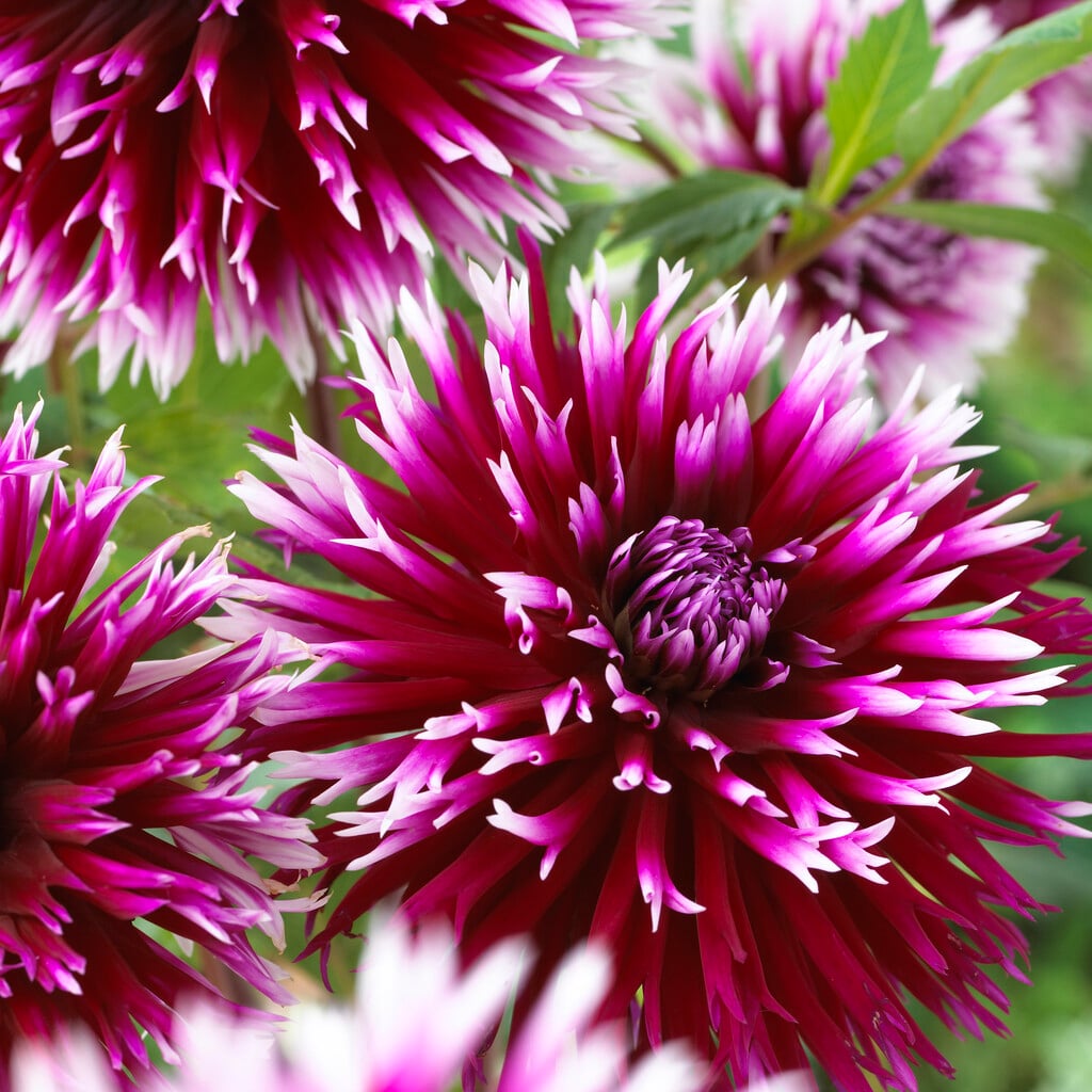 dahlia 'Alauna Clair-Obscur'
