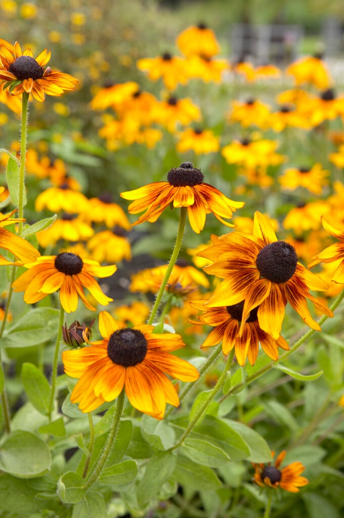 black-eyed Susan